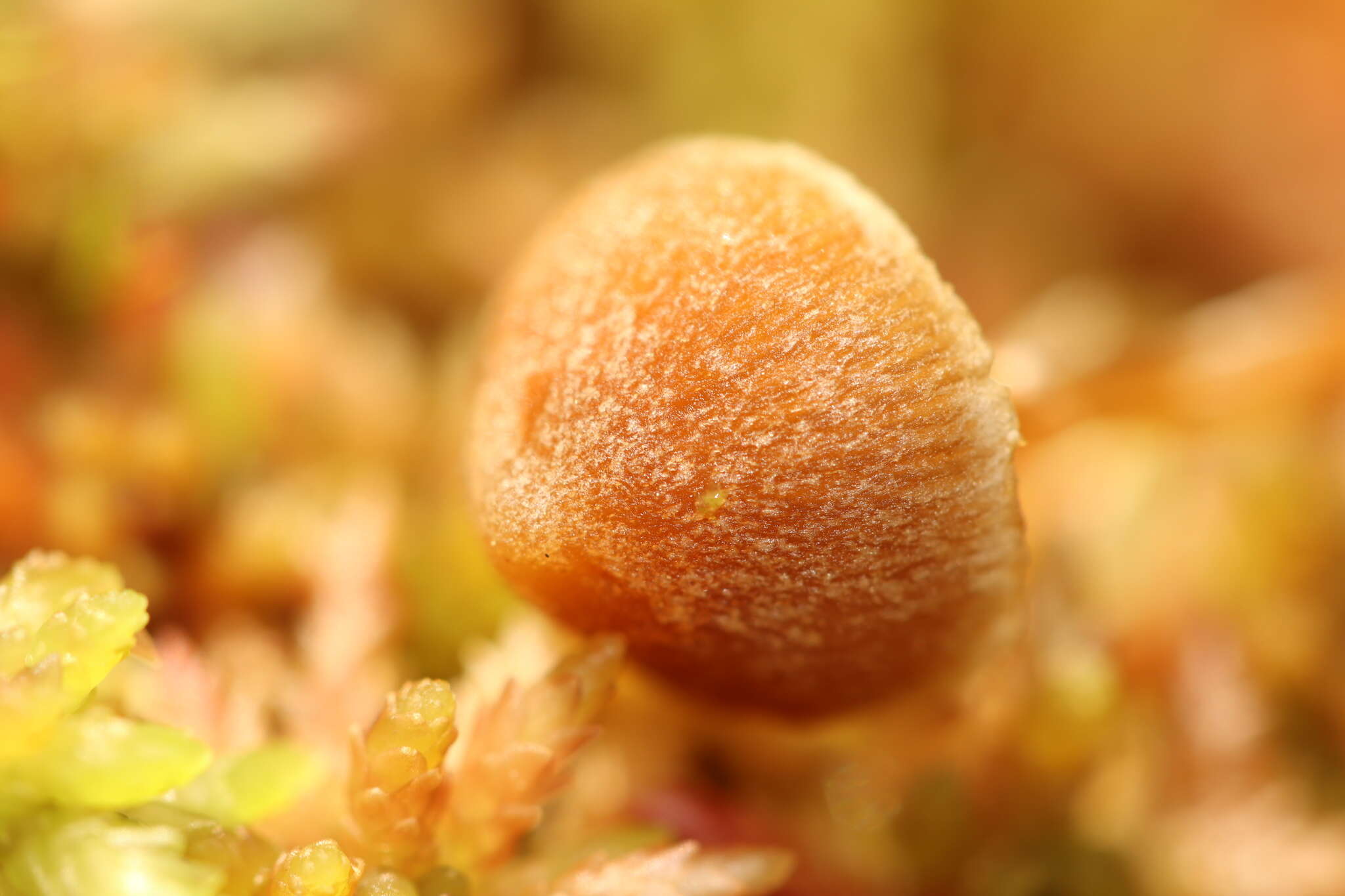 Image of Galerina paludosa (Fr.) Kühner 1935