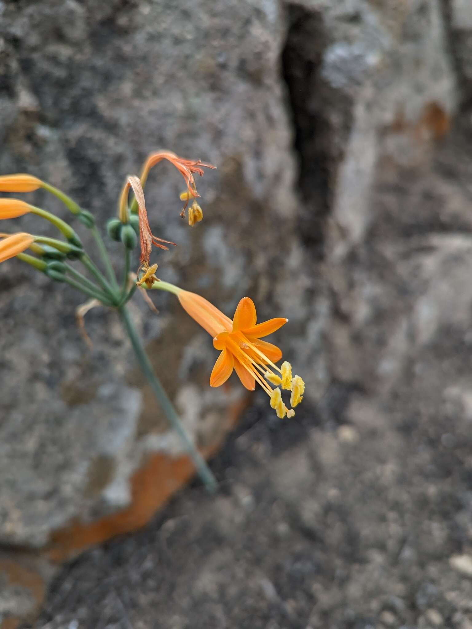 Image of Stenomesson flavum (Ruiz & Pav.) Herb.