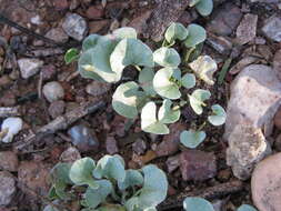 Image of silver ponysfoot