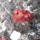 Drosera tentaculata Rivadavia的圖片