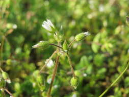 Image of fivestamen chickweed