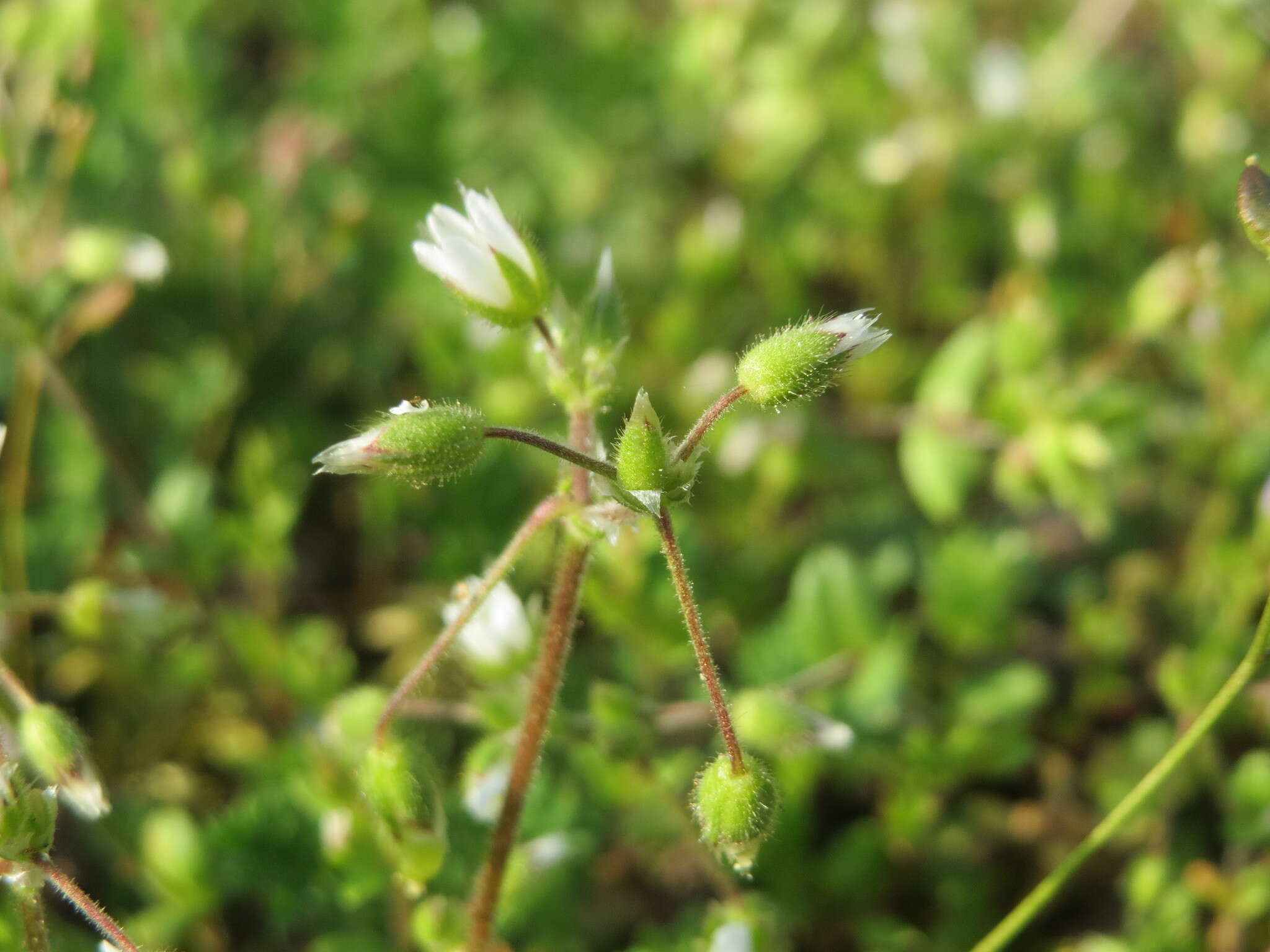 Слика од Cerastium semidecandrum L.