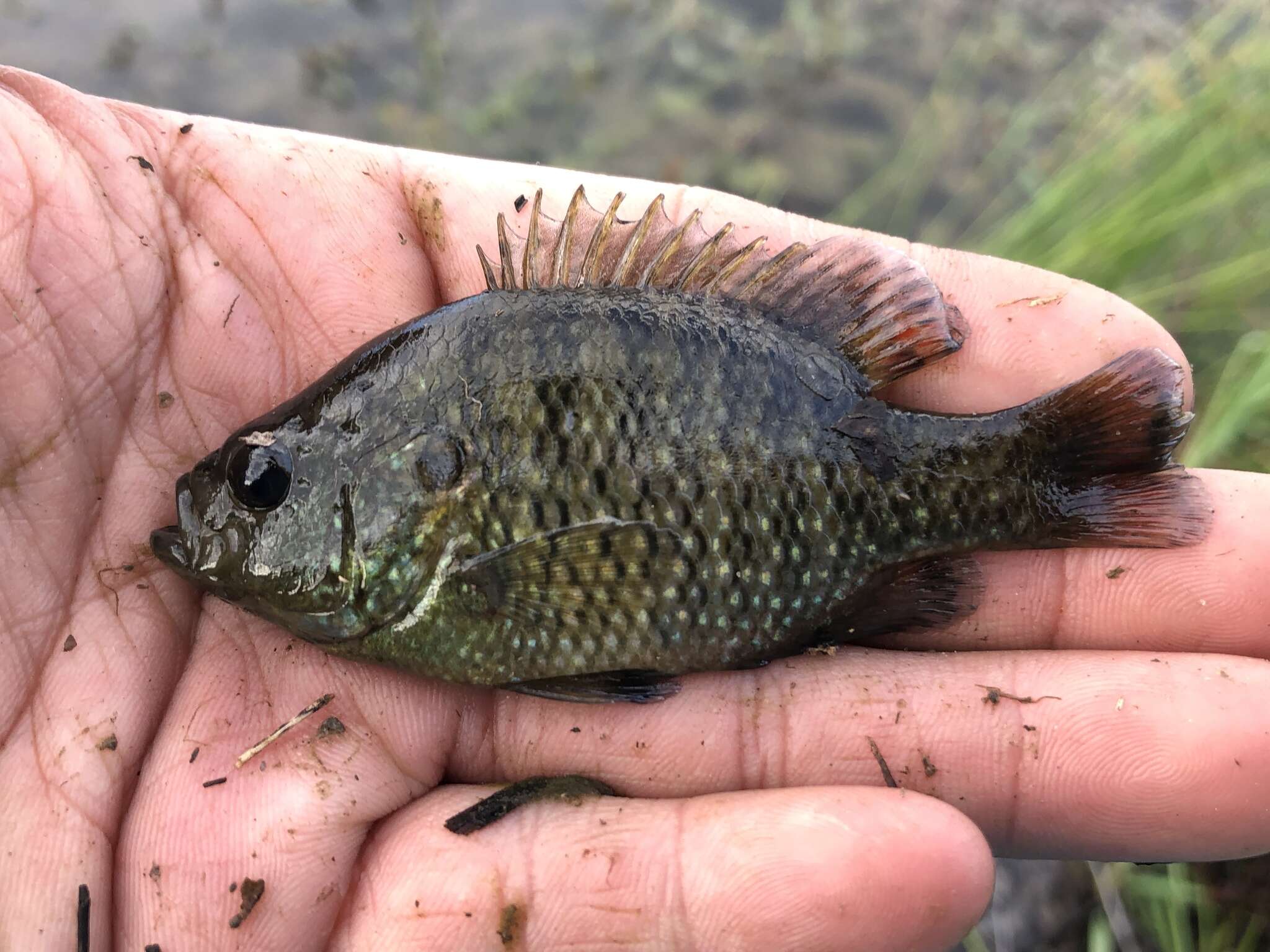 Image of Bantam Sunfish