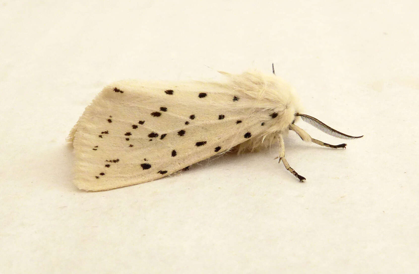 Image of white ermine