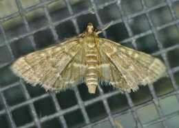 Image of Yellow-spotted Webworm Moth