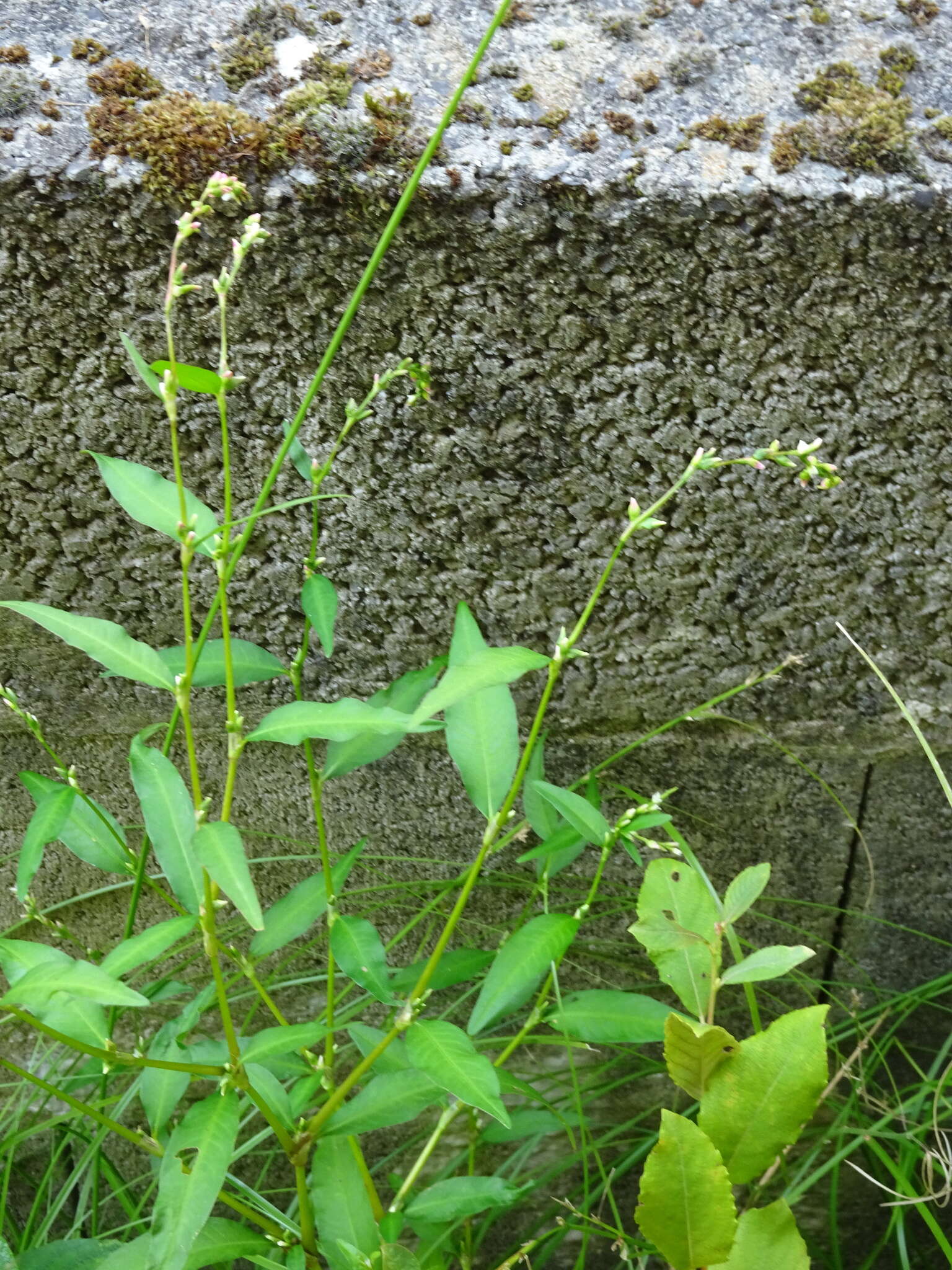 Image of Water-pepper