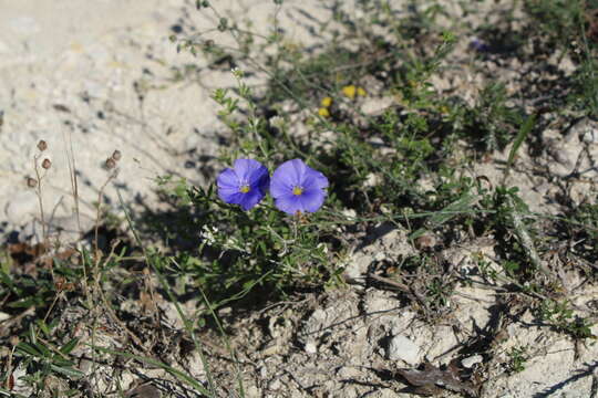 Image of Linum austriacum subsp. austriacum