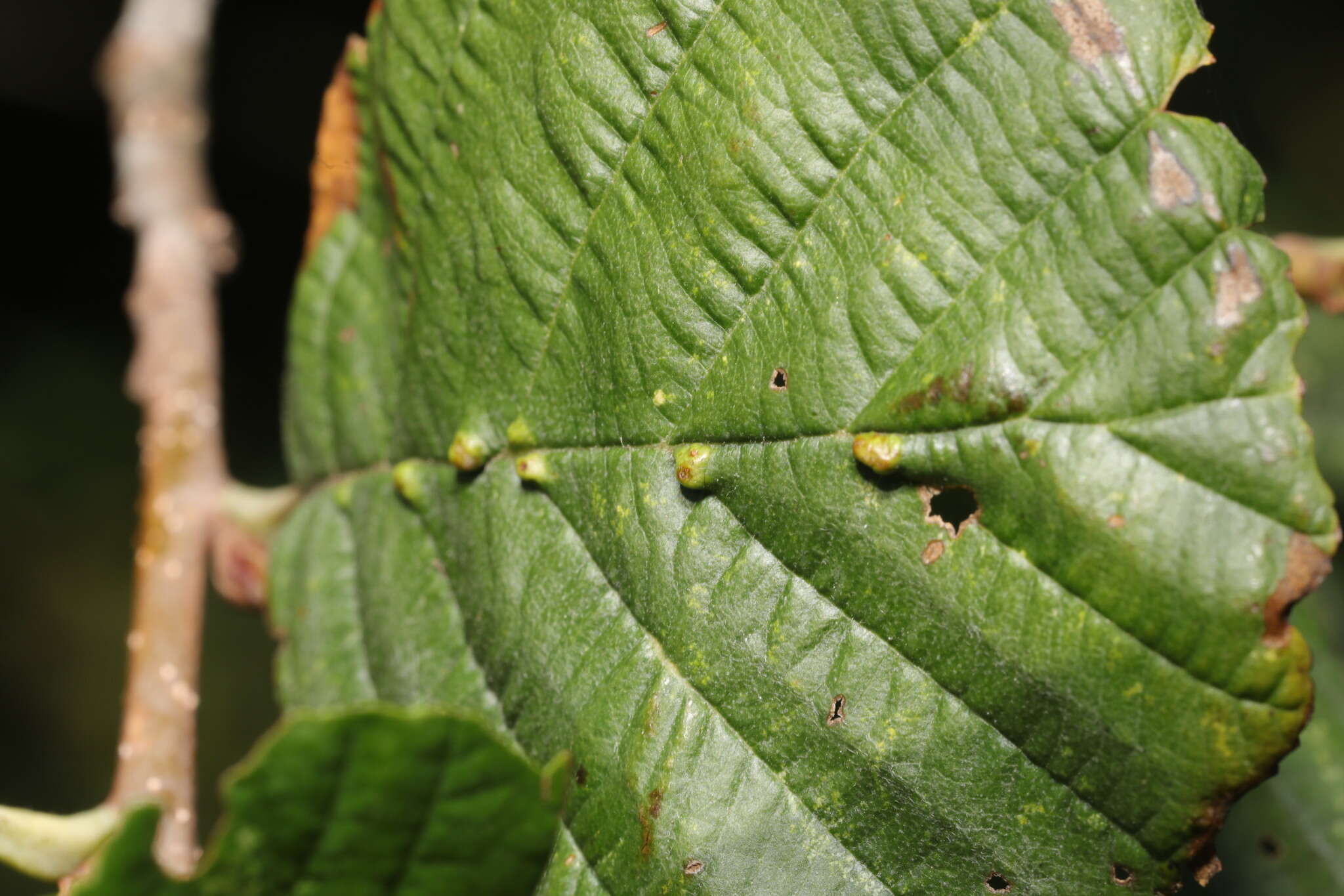 Image of <i>Aceria nalepai</i>