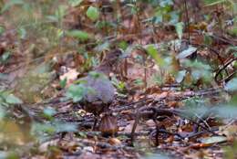 Image of Undulated Tinamou