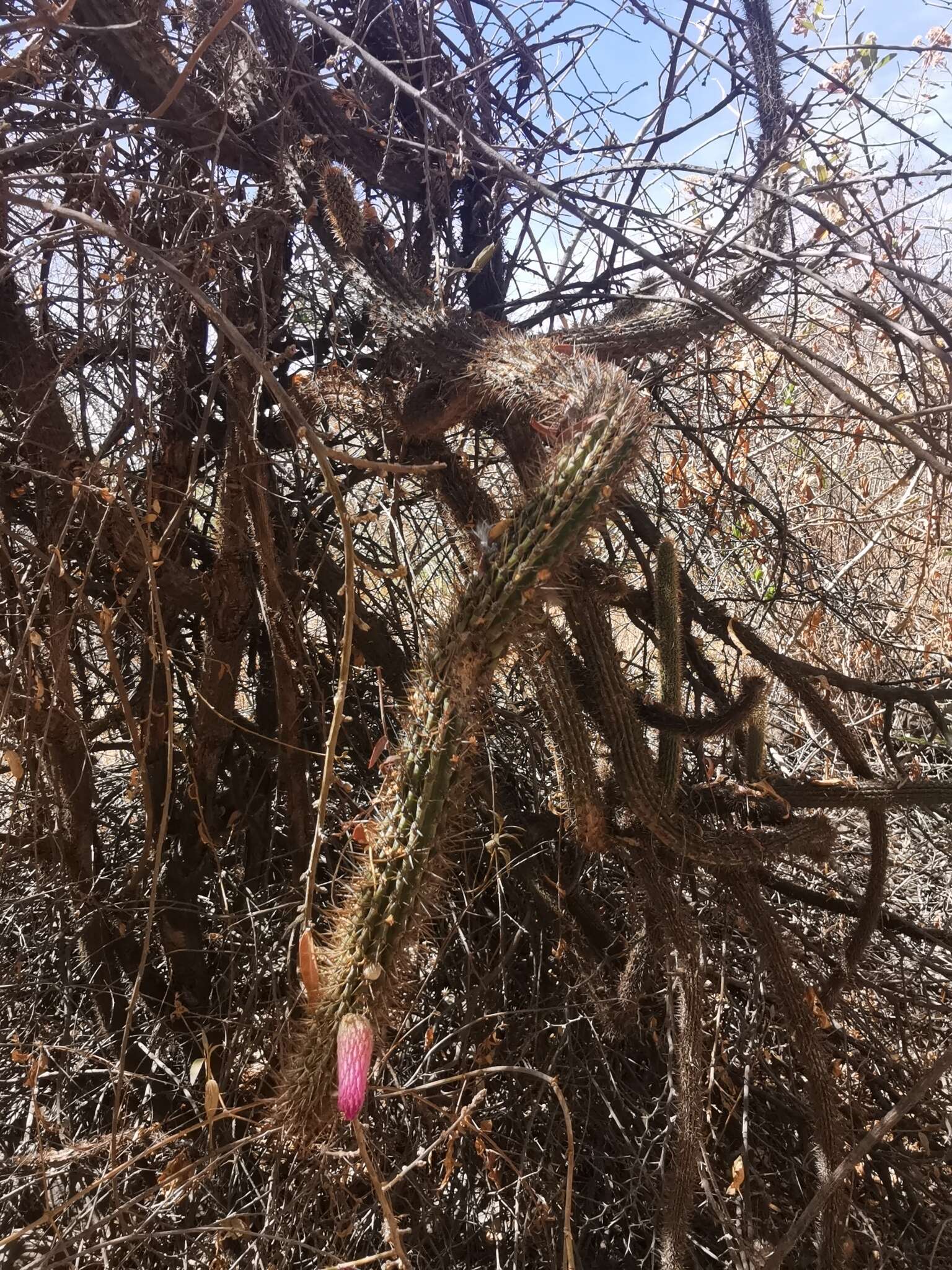 Plancia ëd Cleistocactus parviflorus (K. Schum.) Rol.-Goss.