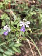 Sivun Trichostema arizonicum A. Gray kuva