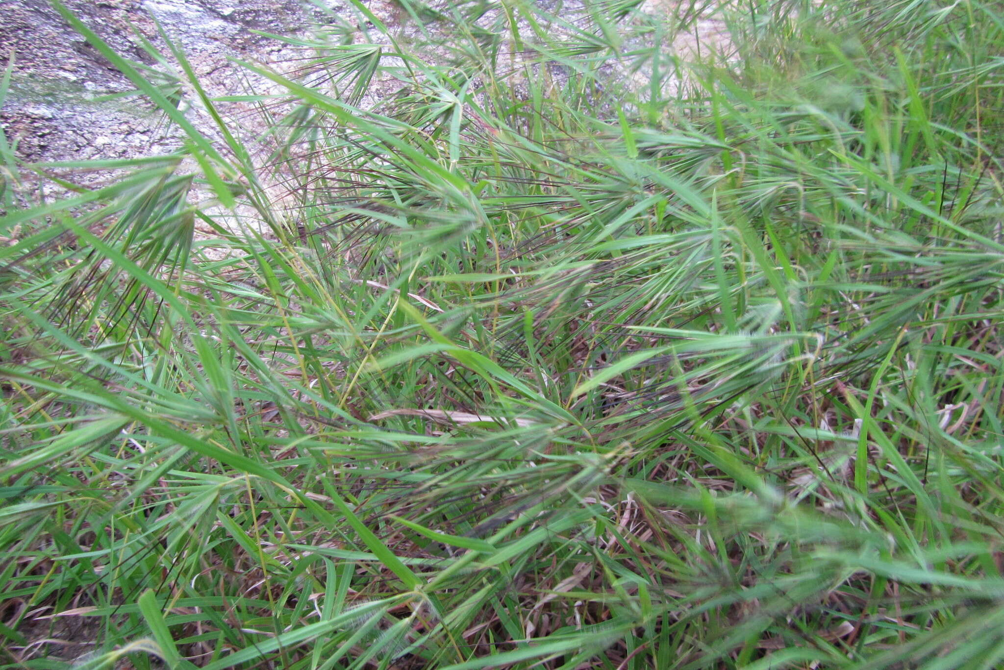 Image of Christmas grass