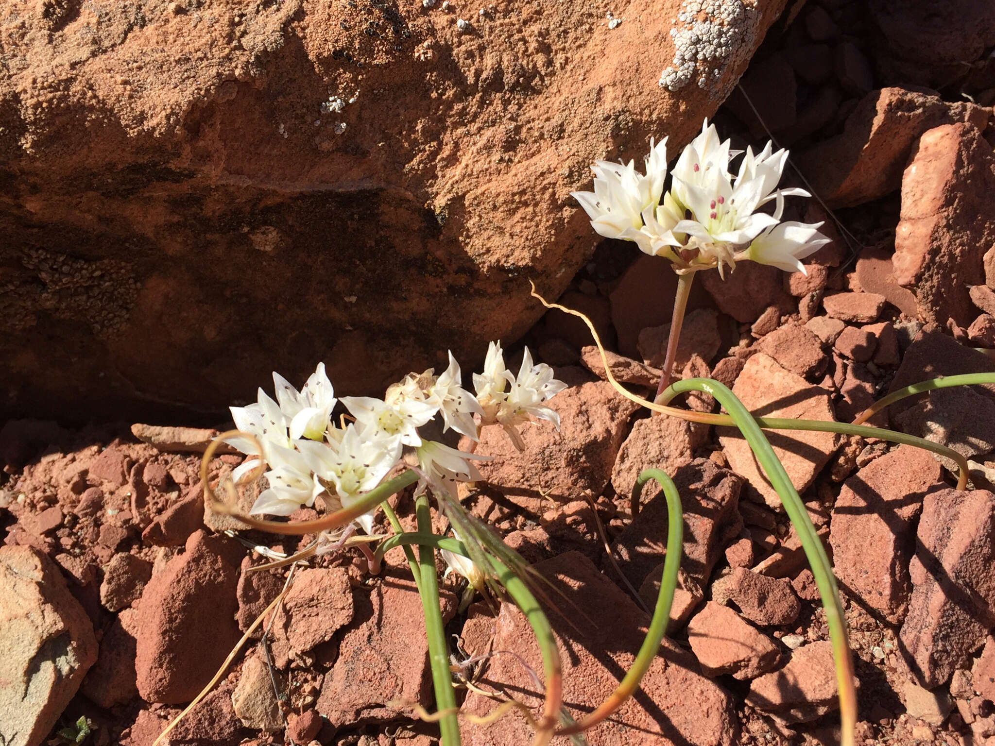 Image of Nevada onion