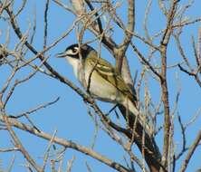 Image of Black-capped Vireo