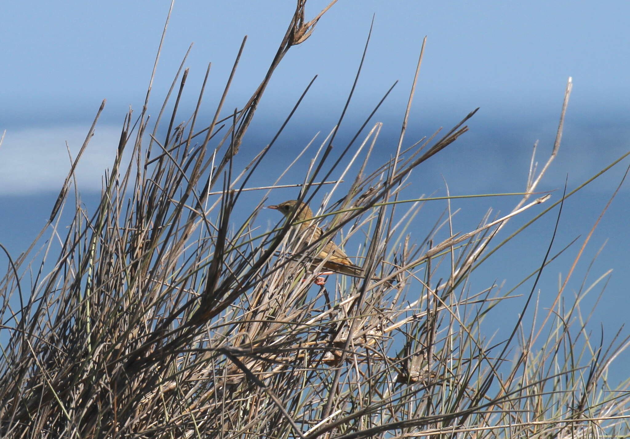 Image of Madagascan Cisticola