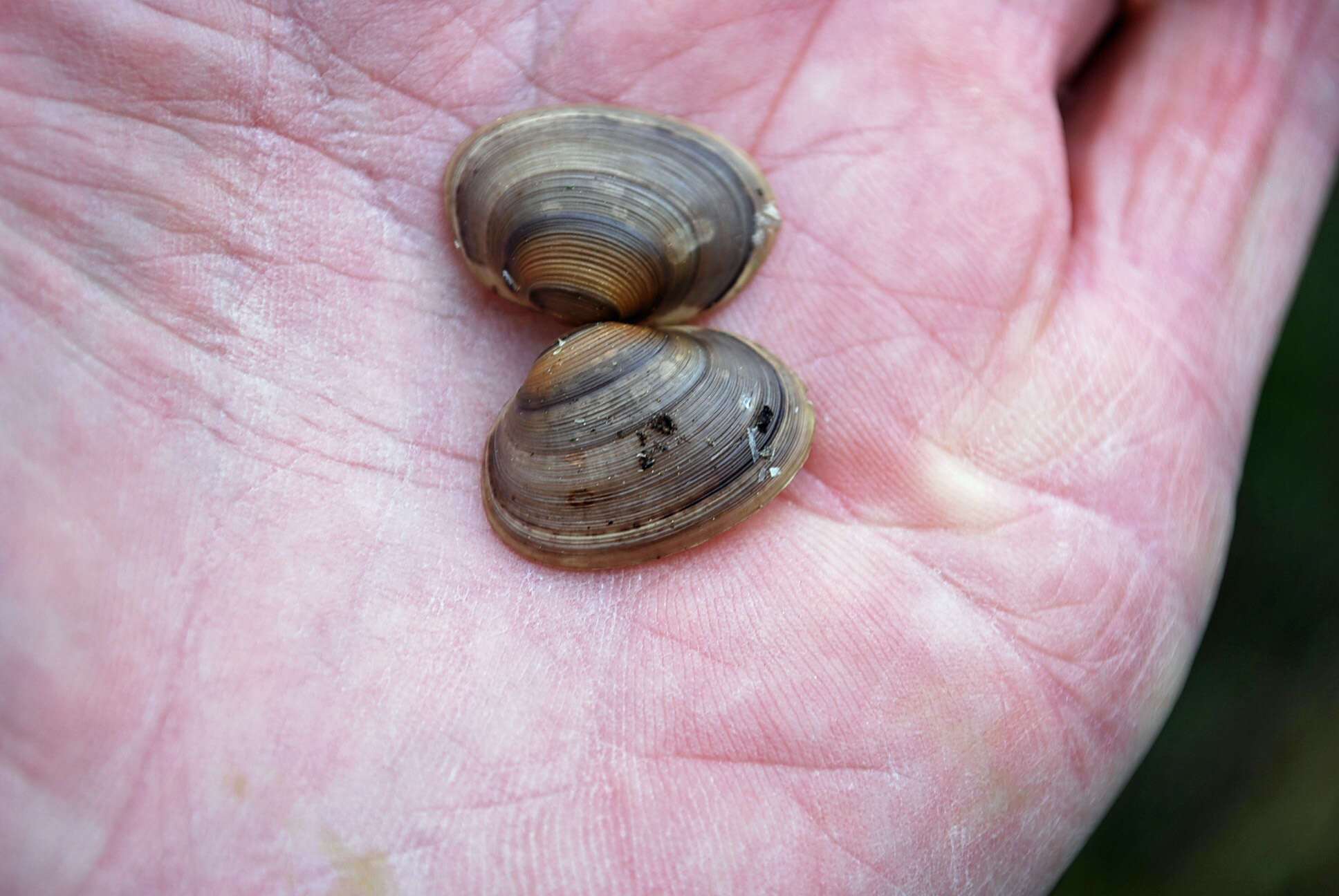 Image of Grooved Fingernail Clam