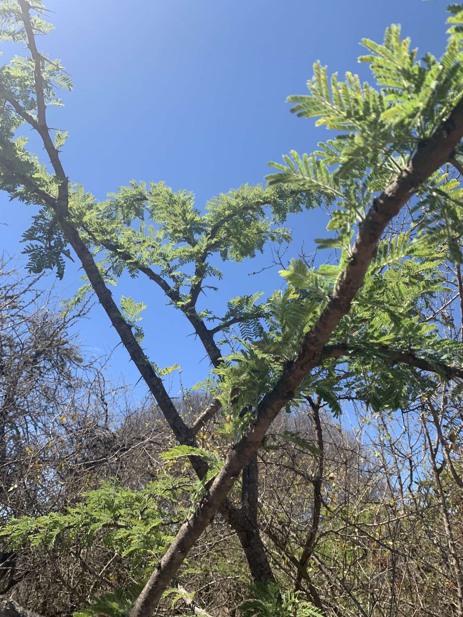 Image of Vachellia gerrardii (Benth.) P. J. H. Hurter