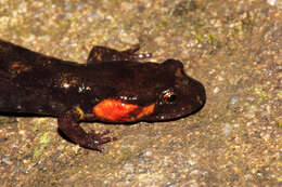 Image of Imitator Salamander