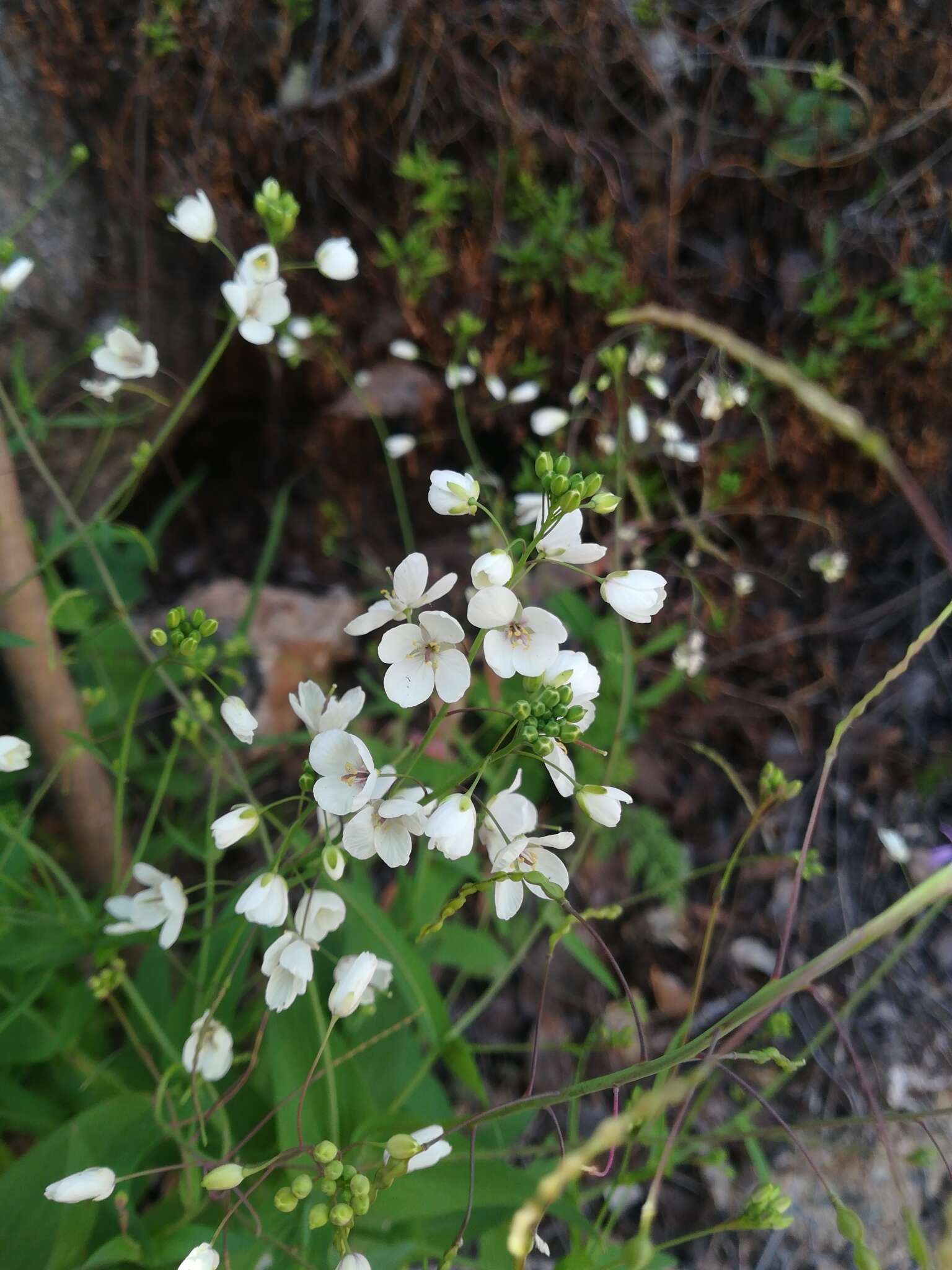 Image de Heliophila amplexicaulis L. fil.