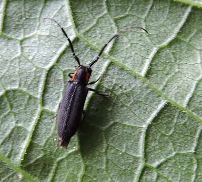 Image of Hemierana marginata ardens (Le Conte 1859)