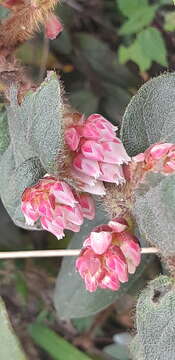 Image de Gaultheria glomerata (Cavanilles) Sleumer