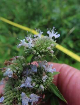 Image de Pycnanthemum torreyi Benth.