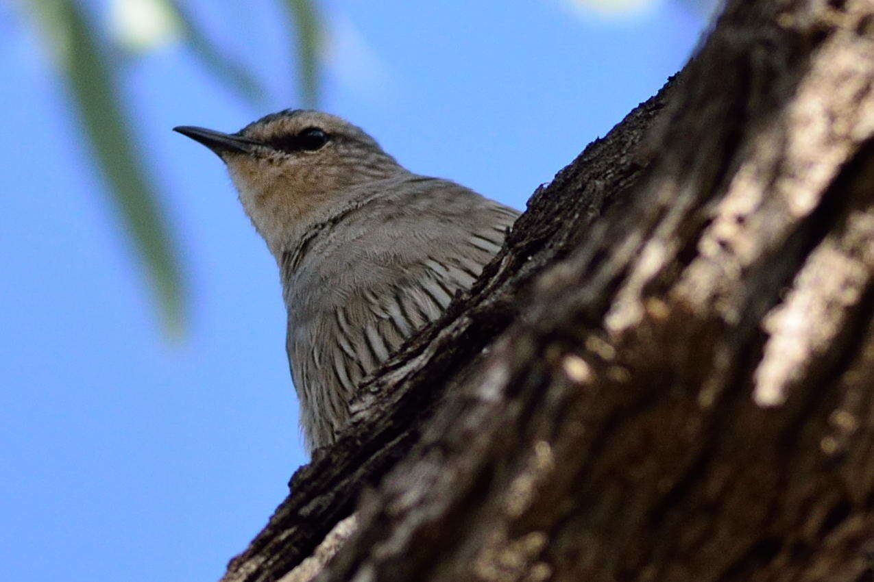 Climacteris picumnus victoriae Mathews 1912的圖片