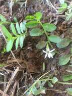 Слика од Lobelia hederacea Cham.