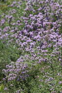 Image of Thymus dimorphus Klokov & Des.-Shost.