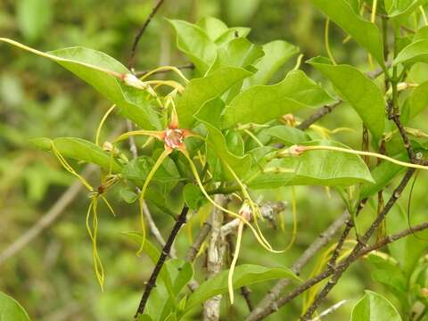 Слика од Strophanthus divaricatus (Lour.) Hook. & Arnott