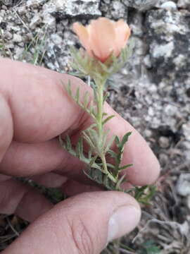 Image of Turnera sidoides subsp. pinnatifida (Juss. ex Poir.) M. M. Arbo