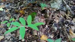 Image of Polygonatum orientale Desf.