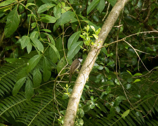 Image of Red-whiskered Bulbul