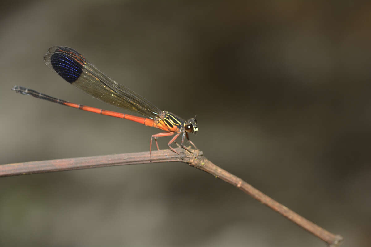 Image of Euphaea pseudodispar