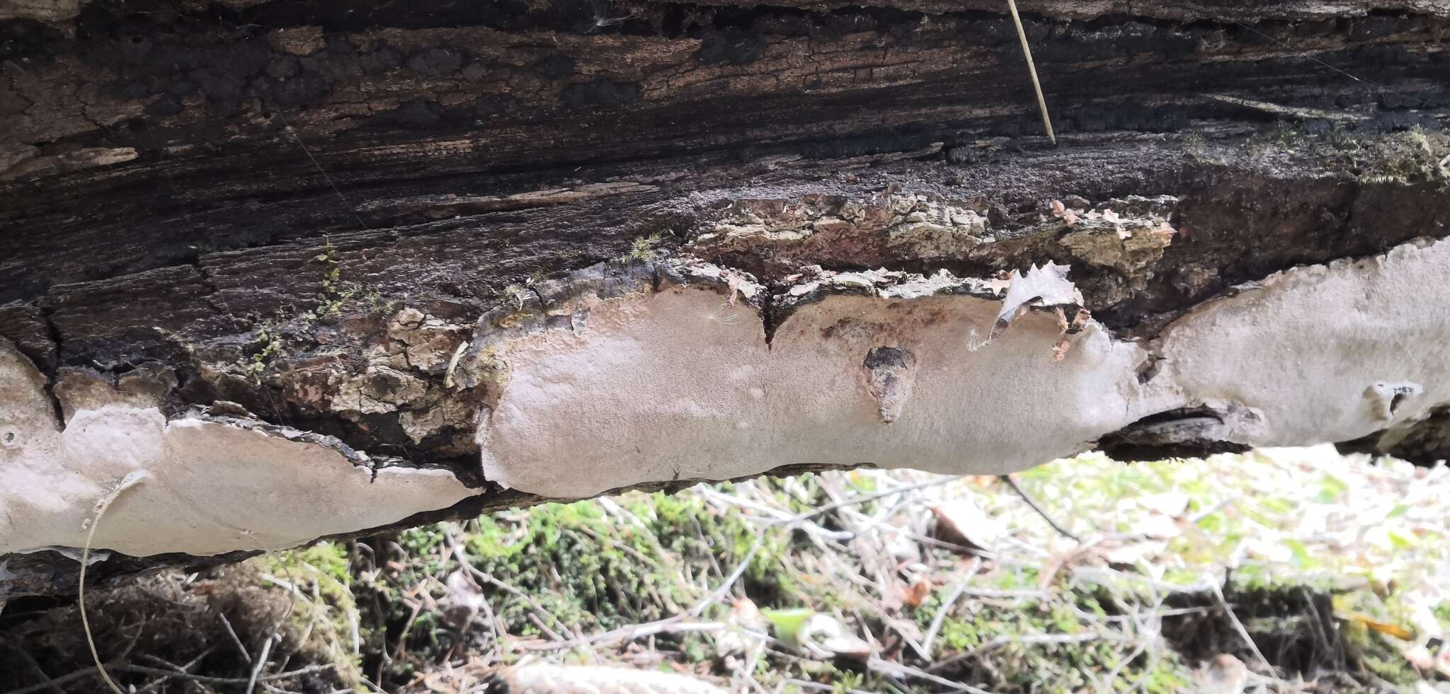 Image of Phellinus laevigatus (P. Karst.) Bourdot & Galzin 1928