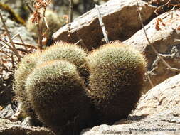 Image de Mammillaria discolor Haw.