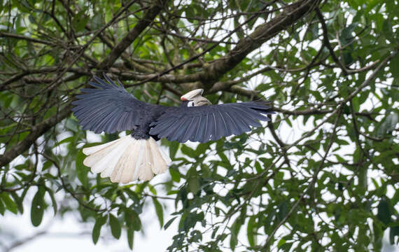 Image of Palawan Hornbill