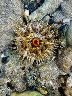 Image of red warty anemone