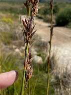 Image of Tetraria involucrata (Rottb.) C. B. Clarke