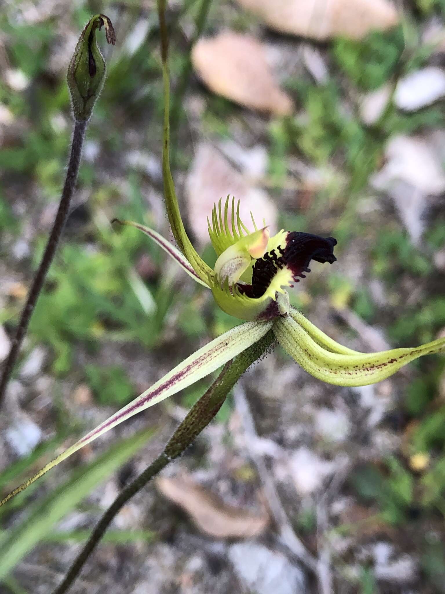 Caladenia attingens Hopper & A. P. Br. resmi