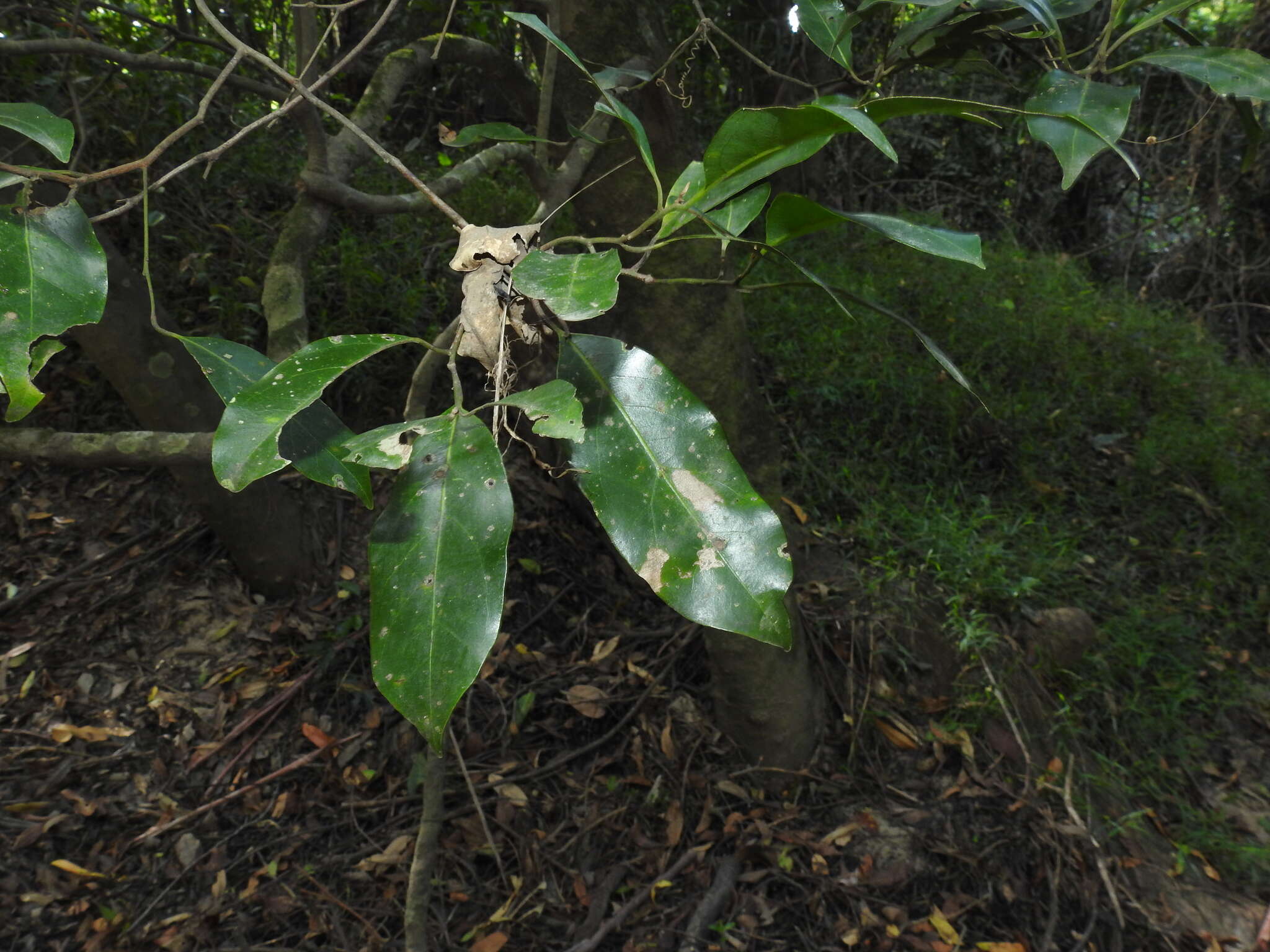 Image de Endiandra discolor Benth.