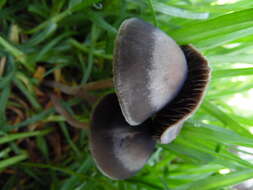 Image of Panaeolus cinctulus (Bolton) Sacc. 1887