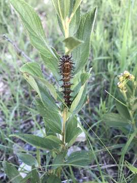 Image of Nevada Buckmoth