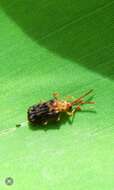 Image of Gonophora pulchella Gestro 1888