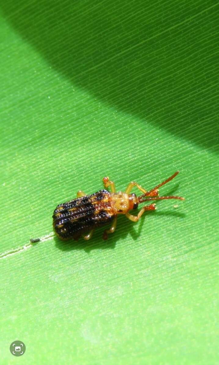 Image of Gonophora pulchella Gestro 1888