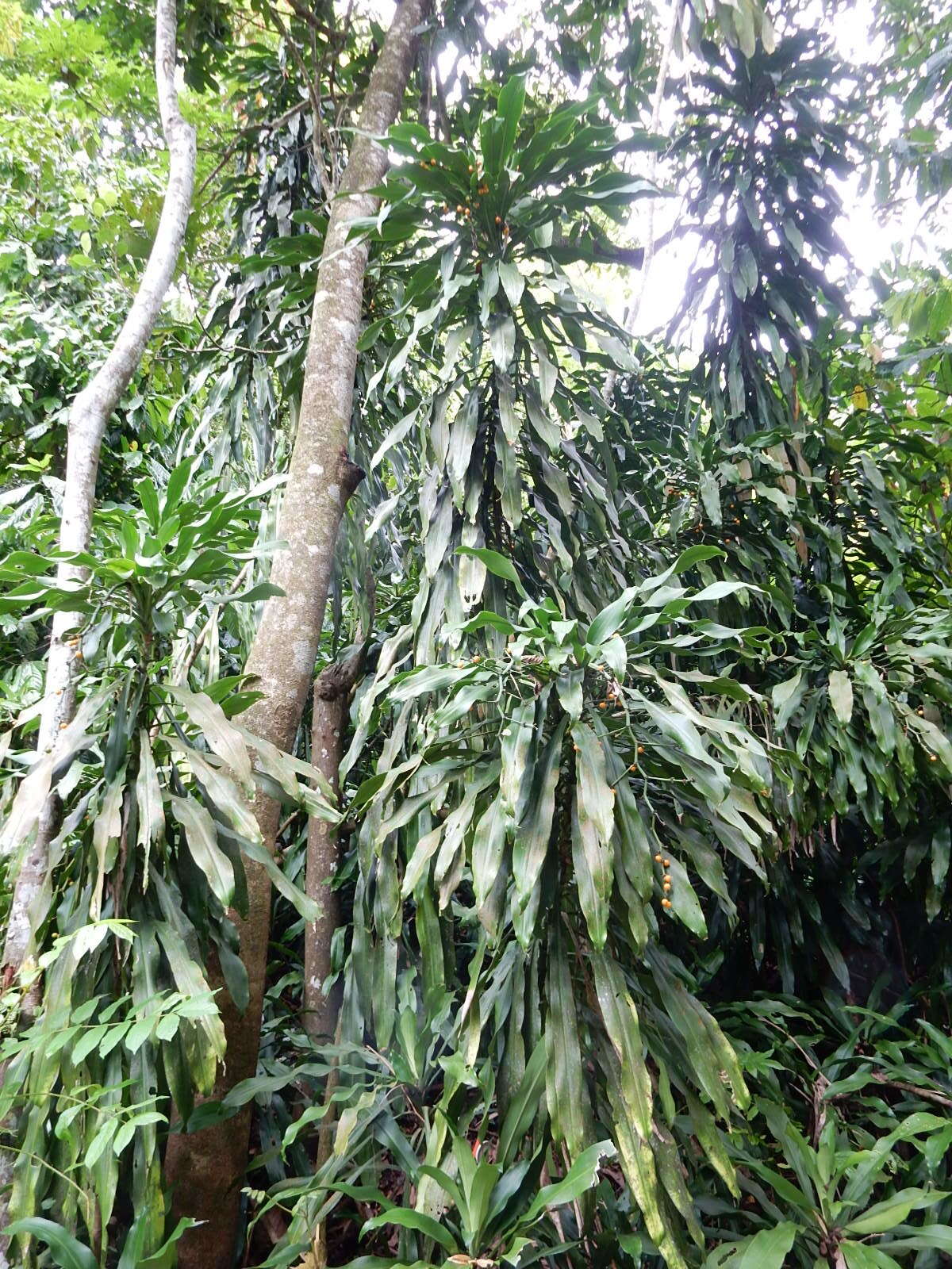 Image of fragrant dracaena