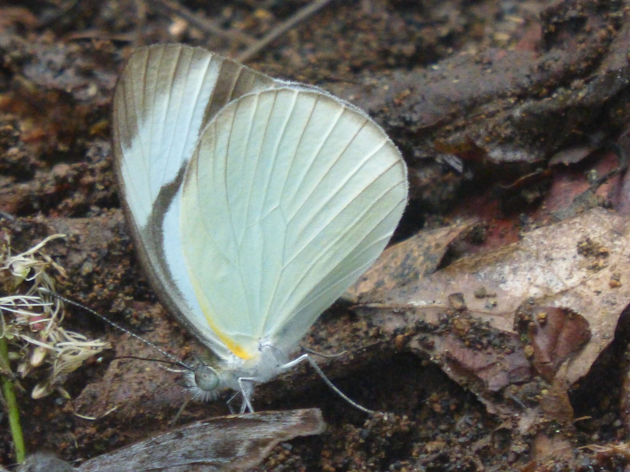 Image of <i>Itaballia demophile centralis</i>