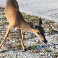 Image of Key deer