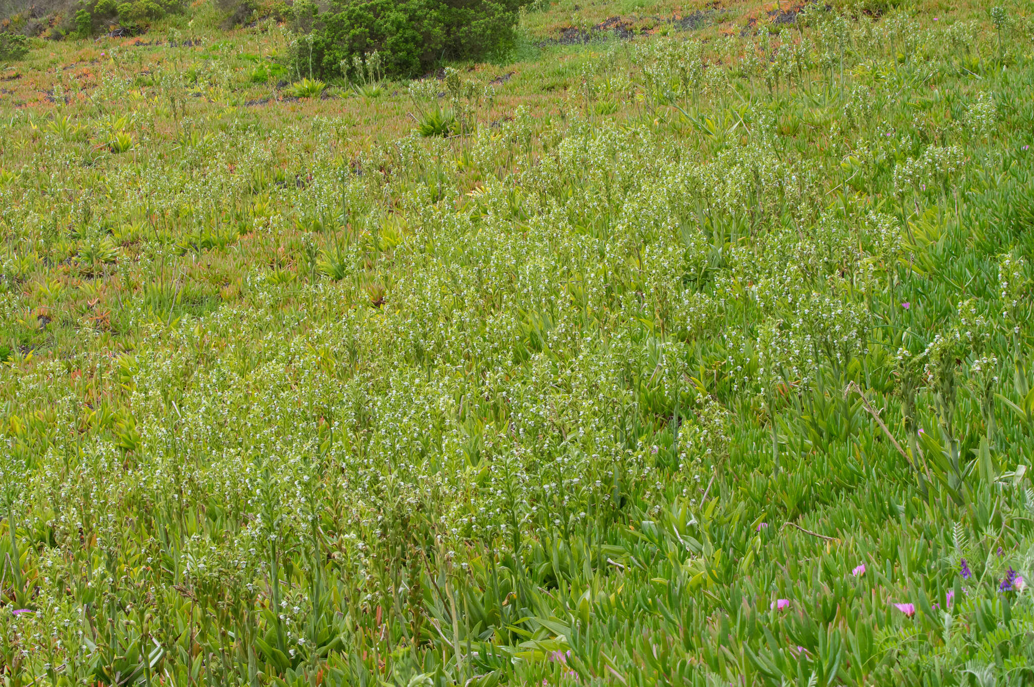 Bipinnula fimbriata (Poepp.) I. M. Johnst. resmi