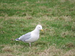 Image of herring gull